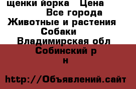 щенки йорка › Цена ­ 15 000 - Все города Животные и растения » Собаки   . Владимирская обл.,Собинский р-н